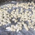 El cooksnap de Monica Bascuñan cuando hizo Pasta frola super fácil.