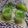 Rekha Ramchandani's cooksnap of when they made આમ પન્ના (Aam Panna Recipe In Gujarati).