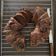 Cooksnap dari Nurlika Cahyani untuk resep Bolu / cake coklat panggang