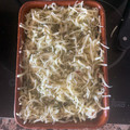 El cooksnap de Laura cuando hizo 612. Gratinado de calabacín y jamón serrano (principal verdura).