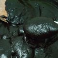 Cooksnap dari any setyowati untuk resep COKLAT isi roti manis/ sobek NCC