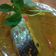 Cooksnap dari Gus Topik untuk resep Pindang Ikan Patin Khas Palembang
