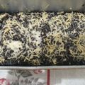 Cooksnap dari fani irma untuk resep Steam oat brownies (cemilan diet yg endes😁)