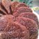 Cooksnap dari Um.Tyas untuk resep Bolu sarang semut