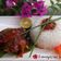 Cooksnap από Λυδια Φωκα στη συνταγή Αυθεντικό χοιρινό γλυκόξυνο με ανανά