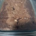 El cooksnap de Marcela Zelayeta cuando hizo Brownie fácil y rápido!.