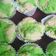 Cooksnap dari Rima Ayunda untuk resep Bolu Kukus Mekar