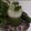 Dr. Pushpa Dixit's cooksnap of when they made Cucumber cooler.