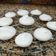 El cooksnap de Diego Infante cuando hizo Suspiros de Merengue.