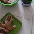 Cooksnap dari Saraswati Kusuma Maharani untuk resep Ingkung Ayam Kampung