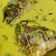 Cooksnap dari Erni Apriana untuk resep Resep Gulai Ikan Khas Rumah Makan Padang (Pariaman) Sumbar