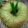 Cooksnap dari Yunicho untuk resep Pandan Woll Roll Bread, trial ke-2, lebih lembut