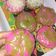 Cooksnap dari Amilda Rostafia untuk resep Donat empuk gendut nan cantik