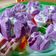 Cooksnap dari Bunda Naura untuk resep Bolu Kukus Mekar