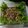 Cooksnap dari Vani Krisna untuk resep 19. Selada Jamur Saus Tiram