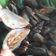 Cooksnap dari suliyati untuk resep Kerang Hijau Saus Tiram
