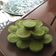 Cooksnap dari YK22 untuk resep Green Velvet Cup CakeGluten Free