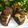 Cooksnap-ul lui Anca Bognar-Arsenie atunci când a preparat Cheesecake brownies!.
