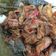 Cooksnap dari Galuh Rindang Ayomi untuk resep Tumis kerang ala warteg