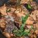 Sara 的 三杯雞 cooksnap