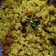 Sarita Srivastava's cooksnap of when they made Kanda poha.