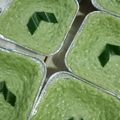 Cooksnap dari innes untuk resep Srikaya khas palembang
