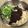 Vicki Lin 的 [菇菇巧思]鴻喜菇乾拌麵 cooksnap