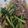 Chuii _3330 的 油菜花炒肉片 cooksnap