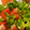 El cooksnap de Claudio Molina cuando hizo Ensalada de sandía y queso fresco.