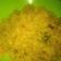 Cooksnap dari WA Ode Asrida untuk resep Kelapa Urap