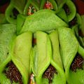 Cooksnap dari Wiwit Novianty untuk resep Kue Manja