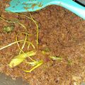 Cooksnap dari Vita Irawan untuk resep Serundeng kelapa sangrai