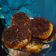 Cooksnap dari Lia Maharani untuk resep Donat kentang