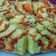 Cooksnap dari Viskazu untuk resep Bolu Macan Kukus Rasa Jeruk