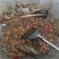 Cooksnap dari Kartika Kuswardhani untuk resep Tumis Kerang Kecap