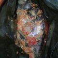 Cooksnap dari Mm onel untuk resep Pepes Ikan Mas