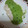 El cooksnap de Silvia Rossi Calvo cuando hizo Filetes de merluza en salsa verde de guisantes (microondas).