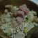 รูป Cooksnap ของ sukinatim เมื่อเขาทำ ข้าวผัดแหนม