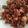 El cooksnap de Grass cuando hizo Soya al pastor.