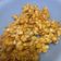 Cooksnap dari elly fadhliah untuk resep Salted Caramel Pop Corn