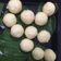 Cooksnap dari Putri Heardy Diana Permatasari untuk resep Bakpao isi coklat