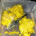 Cooksnap dari Hardiani Rahmania untuk resep Otak sapi ungkep goreng