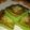 Cooksnap dari Dapur Taya Ya untuk resep Lekker Holland Pandan/Pandan Boterkoek (#pr_lekkerholland)