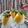 陳惠真 的 雙色芒果奶酪 cooksnap