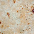 Shah Prity Shah Prity's cooksnap of when they made ફૂલકા રોટલી (Fulka Rotli Recipe In Gujarati).