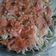 Cooksnap dari Ranin untuk resep Plecing Kangkung khas Lombok