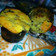 Cooksnap dari Angga Hardiyansah untuk resep Muffin keju lemon