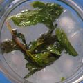 kalpana Sharma's cooksnap of when they made Mint lemonade.