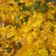 Pankti Baxi Desai's cooksnap of when they made પનીર ભુરજી (Paneer Bhurji Recipe In Gujarati).
