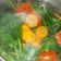 Cooksnap dari ibu ange untuk resep sayur sawi hijau & wortel simple